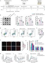 VCAM-1 (CD106) Antibody in Western Blot (WB)