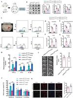 VCAM-1 (CD106) Antibody in Western Blot (WB)