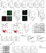 VCAM-1 (CD106) Antibody in Western Blot (WB)