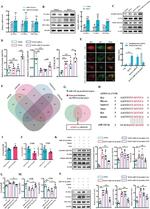 VCAM-1 (CD106) Antibody in Western Blot (WB)