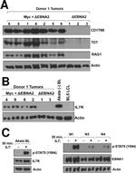 CD179b Antibody in Western Blot (WB)