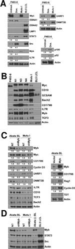 CD179b Antibody in Western Blot (WB)