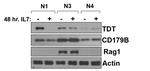 CD179b Antibody in Western Blot (WB)