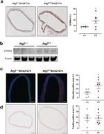 Vinculin Antibody in Immunohistochemistry (IHC)