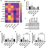 Vinculin Antibody in Western Blot (WB)