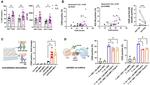 SAP (SLAM-Associated Protein) Antibody in Flow Cytometry (Flow)