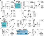 Caspase 1 Antibody in Western Blot (WB)