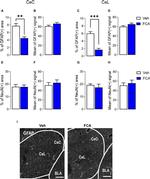 GFAP Antibody in Immunohistochemistry (IHC)