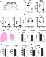 Musashi-1 Antibody in Western Blot (WB)
