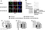 SETDB2 Antibody in Western Blot (WB)