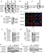 SETDB2 Antibody in Western Blot (WB)