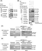 SETDB2 Antibody in Western Blot (WB)