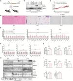 DDAH1 Antibody in Western Blot (WB)