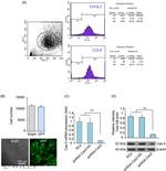 CHI3L2 Antibody in Flow Cytometry (Flow)