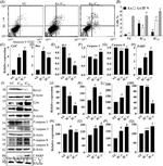 Bax Antibody in Western Blot (WB)