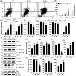 Caspase 8 Polyclonal Antibody