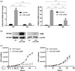 hCG beta Antibody in Western Blot (WB)