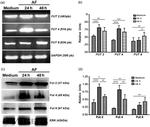 FUT4 Antibody in Western Blot (WB)