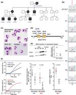 RAC2 Antibody in Western Blot (WB)