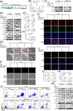 NLRP3 Antibody in Western Blot (WB)