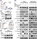 NLRP3 Antibody in Western Blot (WB)