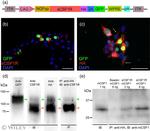 M-CSF Antibody in Western Blot (WB)