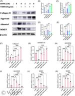 Aggrecan Neo Antibody in Western Blot (WB)