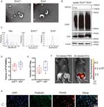 CD63 Antibody in Western Blot (WB)