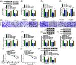 SPIN1 Antibody in Western Blot (WB)