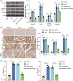 PYCARD Antibody in Immunohistochemistry (IHC)