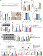 TRAF3 Antibody in Western Blot (WB)