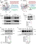 Cdc42EP1 Antibody in Western Blot (WB)