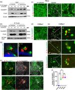 Cdc42EP1 Antibody in Western Blot (WB)