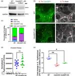 Cdc42EP1 Antibody in Western Blot (WB)