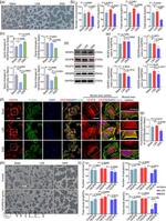 XTP4 Antibody in Western Blot (WB)