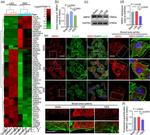 XTP4 Antibody in Western Blot (WB)