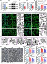 XTP4 Antibody in Western Blot (WB)