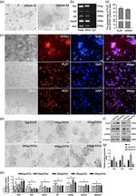 PLZF Antibody in Western Blot (WB)