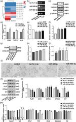 PLZF Antibody in Western Blot (WB)