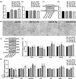 PLZF Antibody in Western Blot (WB)