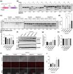 LDLR Antibody in Western Blot (WB)