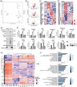 Alix Antibody in Western Blot (WB)