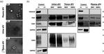 CD63 Antibody in Western Blot (WB)