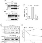 HSC70 Antibody in Western Blot (WB)