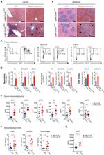 CD45.2 Antibody in Flow Cytometry (Flow)