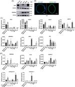 beta Actin Loading Control Antibody in Western Blot (WB)