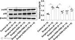 p38 MAPK Antibody in Western Blot (WB)