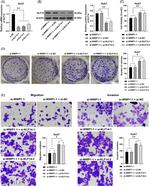 KLF14 Antibody in Western Blot (WB)