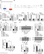 KLF14 Antibody in ChIP Assay (ChIP)