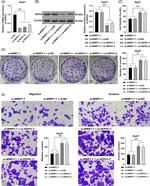 VEPH1 Antibody in Western Blot (WB)